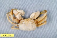 藏品(角眼沙蟹)的圖片